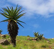Aloe, standing tall by Transkei