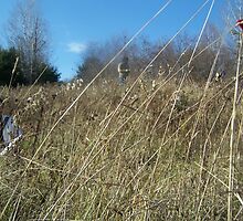 tall grass by benjam
