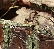 Hallowed Stump by tommyb85