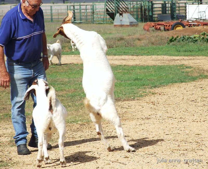 "goat Attack" By Julie Anne Grattan | Redbubble