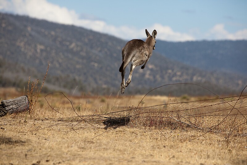 "Kangaroo Over Fences" by Korske Ara Redbubble