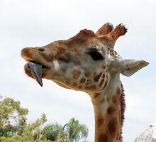 I swear I haven't had a drink! by Sharon Robertson