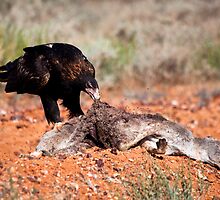 Wedge Tail Eagle by Joslin Hartley