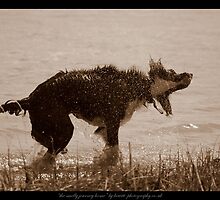 the smelly journey home by neil hewitt