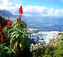 Aloe Cliff by Robbie Labanowski