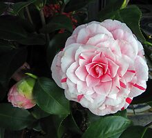 Camellia japonica by jules572