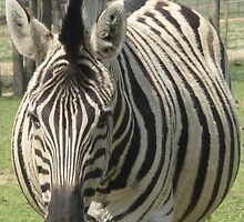 Zebra- Gentry Zoo, Arkansas by llc2010