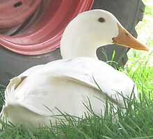 Duck- Gentry Zoo, Arkansas by llc2010