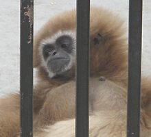 Monkey- Gentry Zoo, Arkansas by llc2010