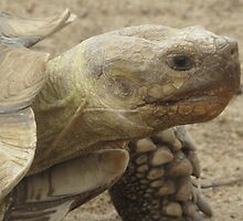 Turtle- Gentry Zoo Arkansas by llc2010