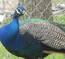 Peacock-Gentry Zoo, Arkansas by llc2010