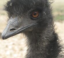 Ostrich-Gentry Zoo by llc2010