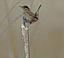 Marsh Wren Sings Out it’s Song by Chuck Gardner
