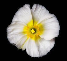 Single white Poppy by Jeffrey Sinnock