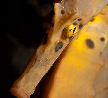 Bashful. by James Peake Nature Photography.