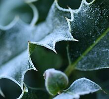 Winter Frost on Holly by Jayne Le Mee