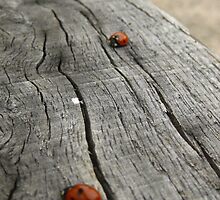 ladybird outing by millymuso