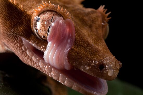 very young drawn girl sex pictures gecko lick eye