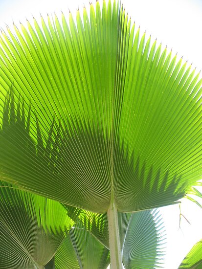 Hawaiian Fan Palm