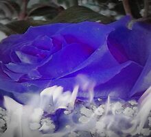 The Flaming Blue Rose by Gail Bridger
