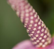 Spadix of flamingo flower by Gabor Pozsgai