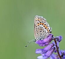 Silver-studded Blue, Plebejus argus by pogomcl