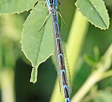 Common Blue Damselfly, Enallagma cyathigerum B by pogomcl