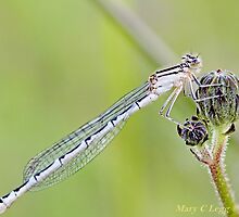 Winter Damselfly, Sympecma fusca f by pogomcl