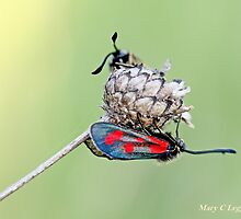 Slender Burnet, Zygaena loti by pogomcl