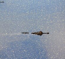 Alligator gliding through the water by katievphotos