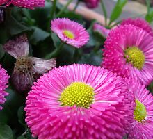 Pink Bullets by TJ Trubert