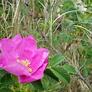 Pink Dune Flower, Spring Lake - New Jersey Nature by Michele Ford