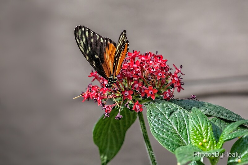 Tiger Longwing
by PhotosByHealy