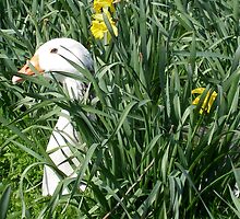 spring goose by uncleblack