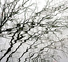 Water Branches by anthonysnape