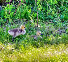 Siblings by Monica M. Scanlan