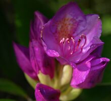 All Things Grow With Love by DeWolf