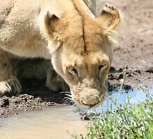Thirst quench by mastertractor