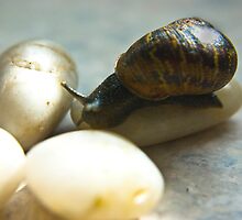 Snail #4 by Trevor Kersley