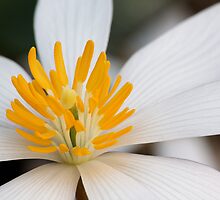 Bloodroot (Sanguinaria Canadensis) by Tim Devine