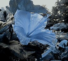 Feeling Blue by Jaclyn Hughes