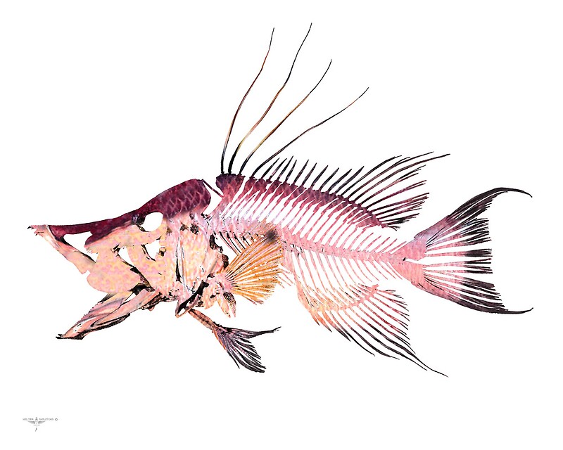 “Hogfish” by helterskeletons | Redbubble