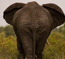 Wrinkle Rump by Dan MacKenzie