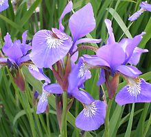 irises - garden view by uncleblack