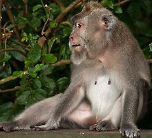 Alert by Werner Padarin