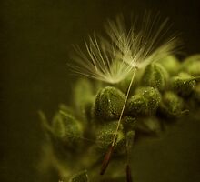 Soul mates by Priska Wettstein