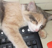 Sweet Pea waiting for the Mouse by BingoStar