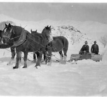 MAKING TRACKS FOR SHEEP, MAY 1932.....by Win Bennett by coffeebean