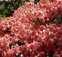Azaleas at the Kinney Garden - © May 2010 by Jack McCabe