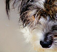 The Saddest Dog in the World. by Paul Rees-Jones